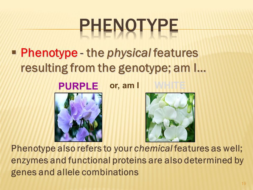  Phenotype - the physical features resulting from the genotype; am I… Phenotype also refers to your chemical features as well; enzymes and functional proteins are also determined by genes and allele combinations 19 PURPLE or, am I WHITE