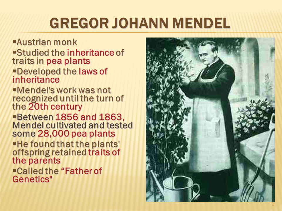 GREGOR JOHANN MENDEL  Austrian monk  Studied the inheritance of traits in pea plants  Developed the laws of inheritance  Mendel s work was not recognized until the turn of the 20th century  Between 1856 and 1863, Mendel cultivated and tested some 28,000 pea plants  He found that the plants offspring retained traits of the parents  Called the Father of Genetics 2