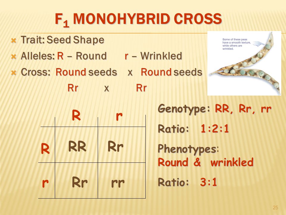 F 1 MONOHYBRID CROSS  Trait: Seed Shape  Alleles: R – Roundr – Wrinkled  Cross: Round seeds x Round seeds Rr x Rr 25 R r rR RR rrRr Genotype:RR, Rr, rr Genotype: RR, Rr, rr Ratio:1:2:1 Ratio: 1:2:1 Phenotypes Phenotypes: Round & wrinkled Ratio: 3:1