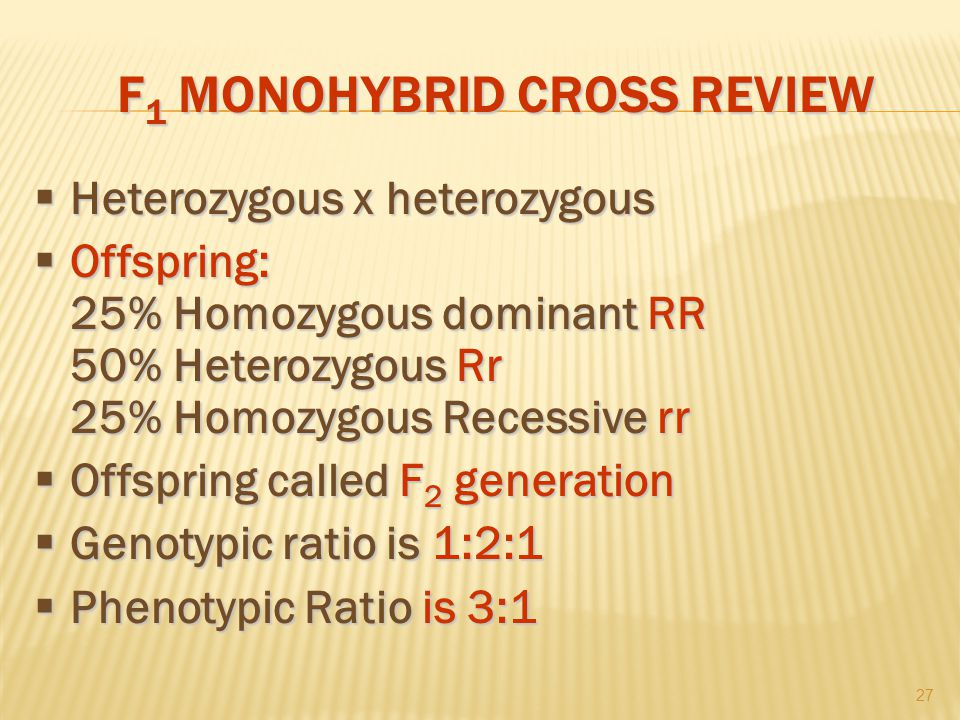 F 1 MONOHYBRID CROSS REVIEW  Heterozygous x heterozygous  Offspring: 25% Homozygous dominant RR 50% Heterozygous Rr 25% Homozygous Recessive rr  Offspring called F 2 generation  Genotypic ratio is 1:2:1  Phenotypic Ratio is 3:1 27