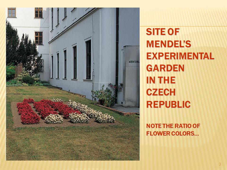 SITE OF MENDEL’S EXPERIMENTAL GARDEN IN THE CZECH REPUBLIC NOTE THE RATIO OF FLOWER COLORS… 3