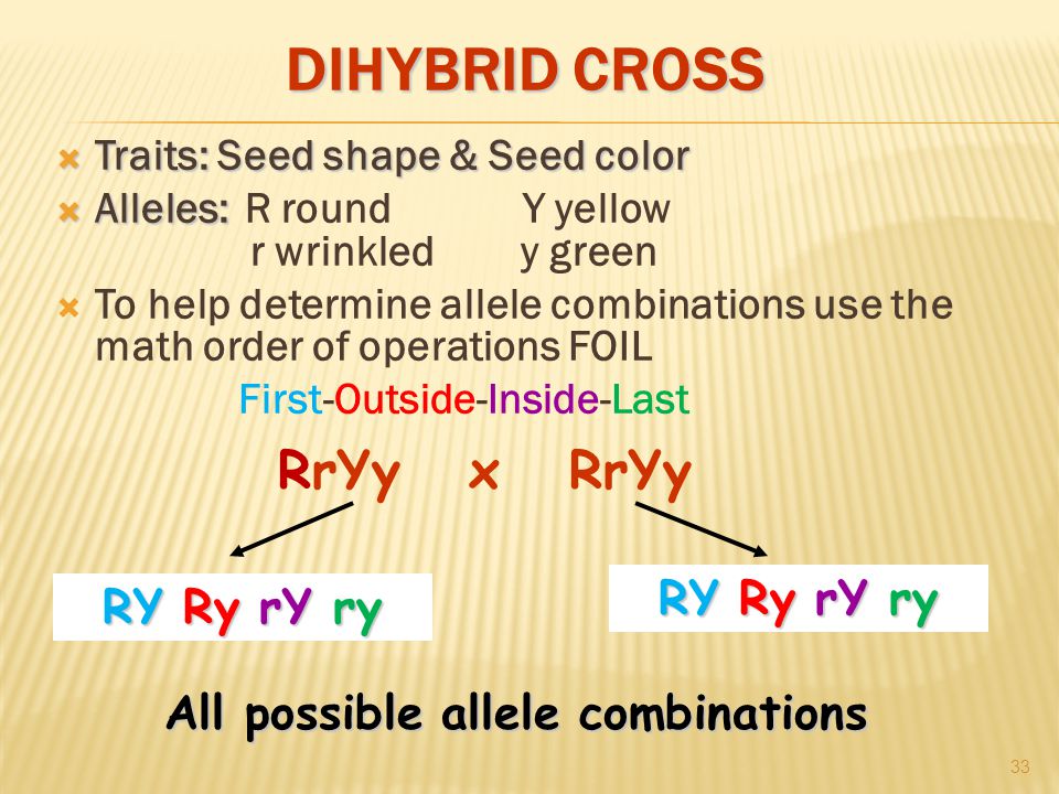 DIHYBRID CROSS  Traits: Seed shape & Seed color  Alleles:  Alleles: R round Y yellow r wrinkled y green  To help determine allele combinations use the math order of operations FOIL First-Outside-Inside-Last 33 RrYy x RrYy RY Ry rY ry All possible allele combinations