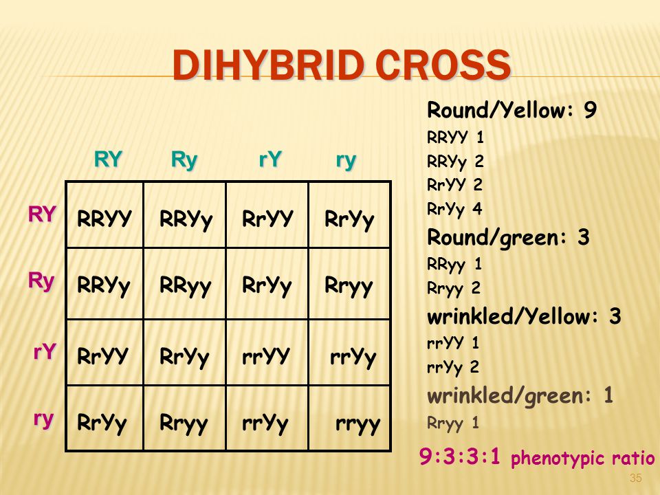 DIHYBRID CROSS 35 RRYY RRYy RrYY RrYy RRYy RRyy RrYy Rryy RrYY RrYy rrYY rrYy RrYy Rryy rrYy rryy Round/Yellow: 9 RRYY 1 RRYy 2 RrYY 2 RrYy 4 Round/green: 3 RRyy 1 Rryy 2 wrinkled/Yellow: 3 rrYY 1 rrYy 2 wrinkled/green: 1 Rryy 1 9:3:3:1 phenotypic ratio RYRyrYryRY Ry rY ry
