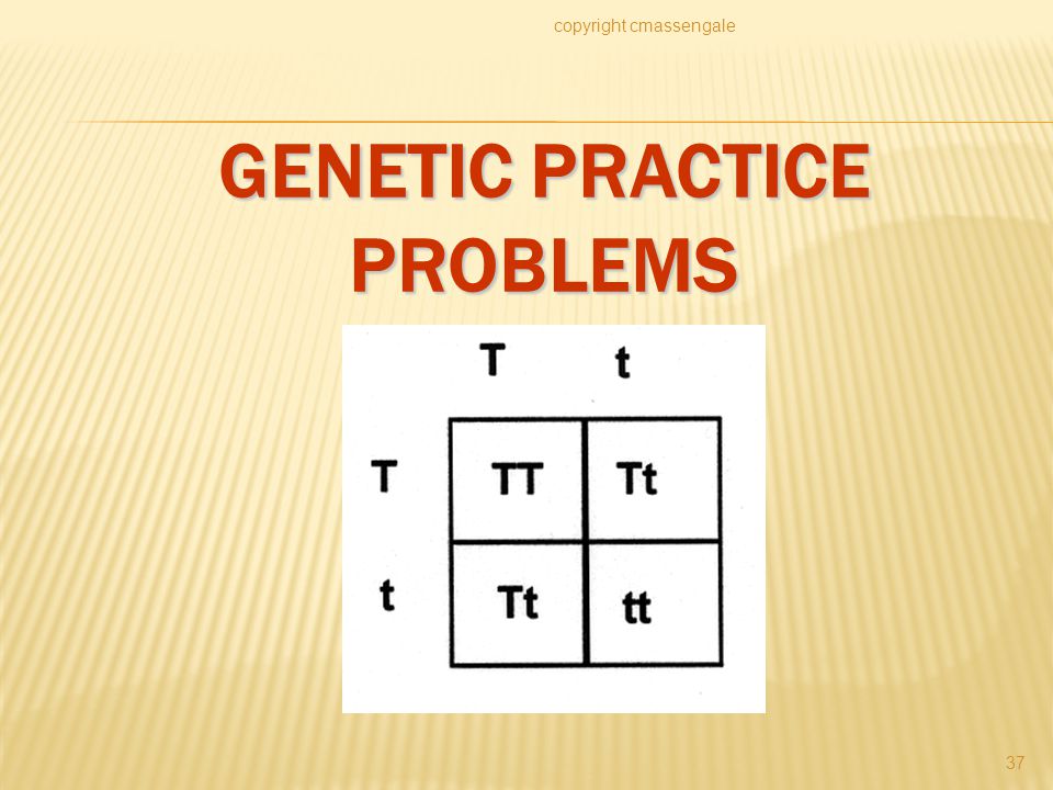GENETIC PRACTICE PROBLEMS copyright cmassengale 37
