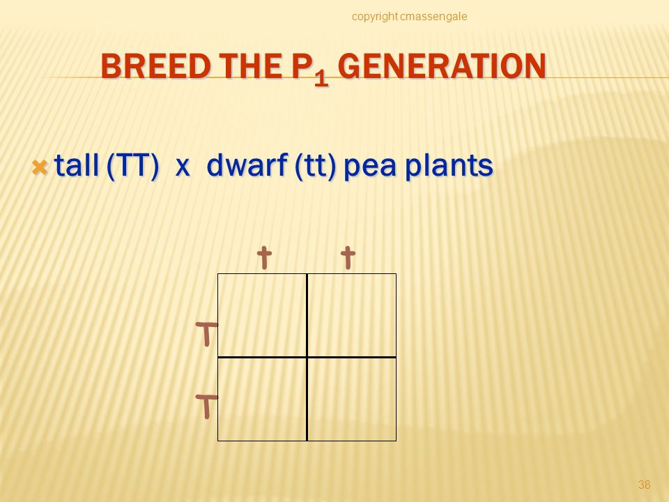 BREED THE P 1 GENERATION  tall (TT) x dwarf (tt) pea plants copyright cmassengale 38 T T tt