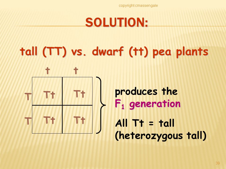 SOLUTION: copyright cmassengale 39 T T tt Tt All Tt = tall (heterozygous tall) produces the F 1 generation tall (TT) vs.