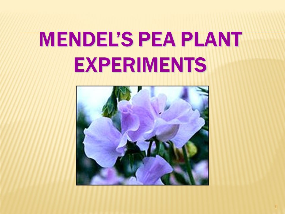 MENDEL’S PEA PLANT EXPERIMENTS 5