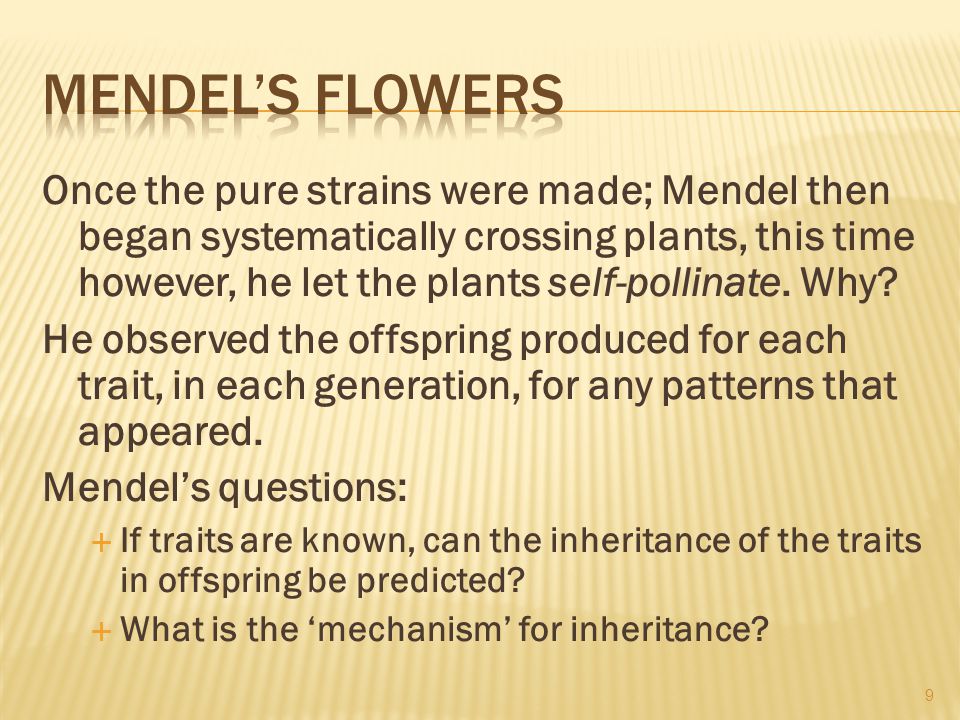 Once the pure strains were made; Mendel then began systematically crossing plants, this time however, he let the plants self-pollinate.