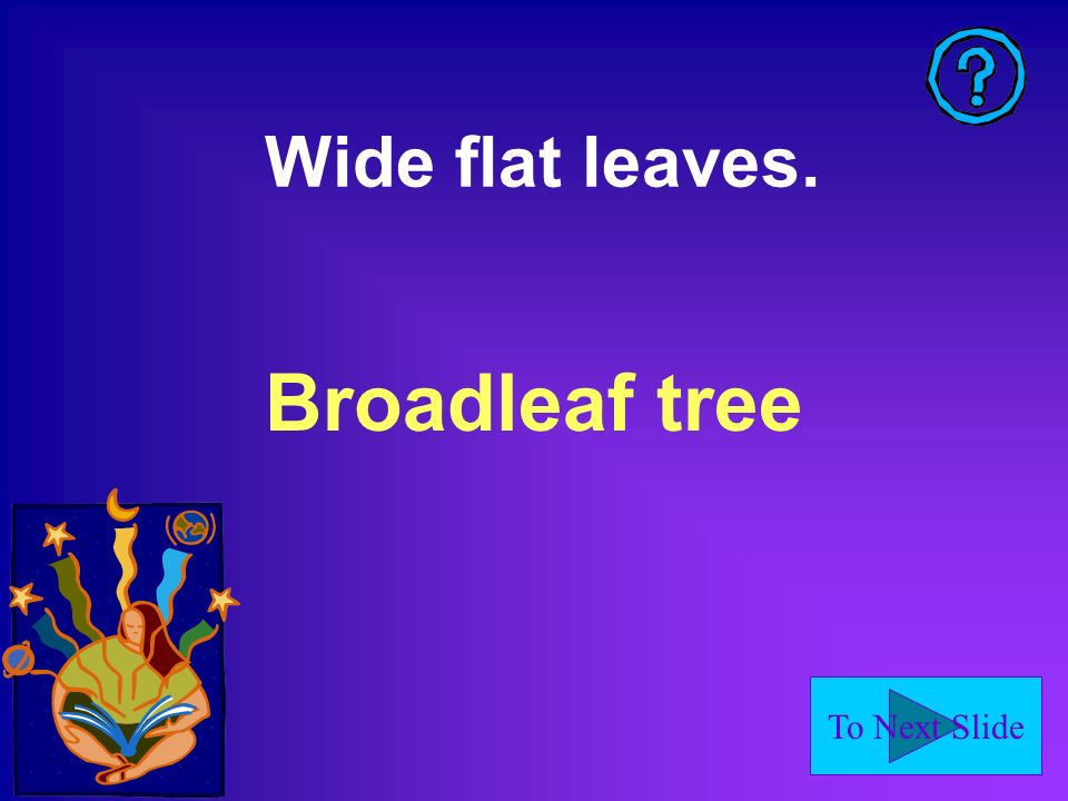 To Next Slide Wide flat leaves. Broadleaf tree
