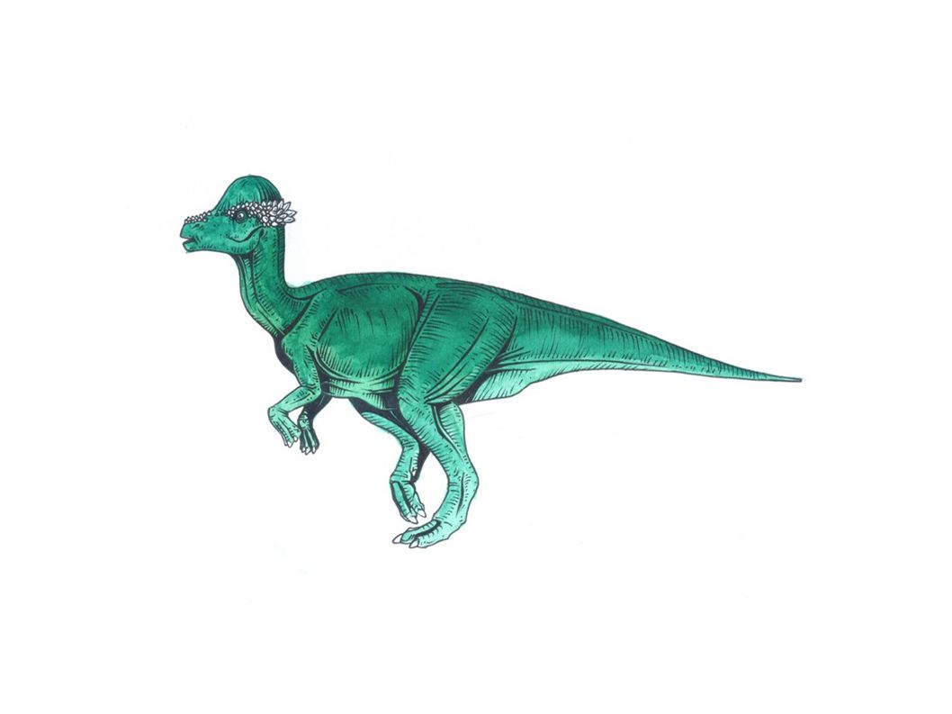 Dinosaurs Plant Eaters Ppt Download Dinosaurs Plant Eaters Ppt Download