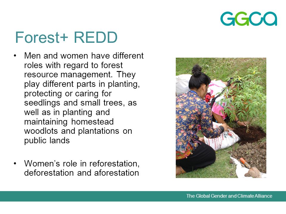 The Global Gender and Climate Alliance Men and women have different roles with regard to forest resource management.