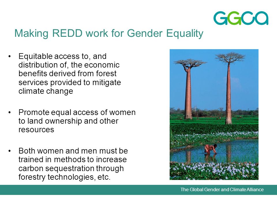 The Global Gender and Climate Alliance Equitable access to, and distribution of, the economic benefits derived from forest services provided to mitigate climate change Promote equal access of women to land ownership and other resources Both women and men must be trained in methods to increase carbon sequestration through forestry technologies, etc.