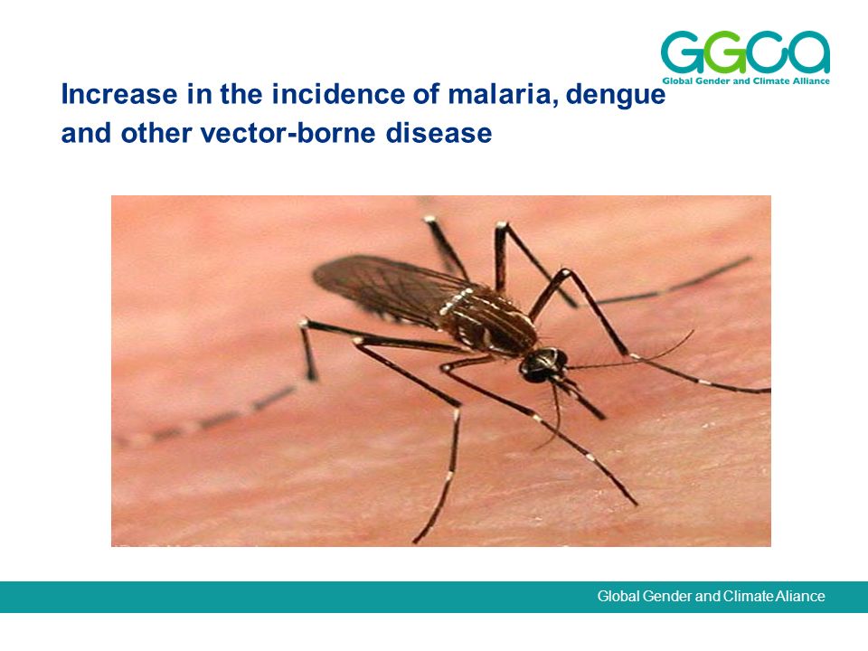 Global Gender and Climate Aliance Increase in the incidence of malaria, dengue and other vector-borne disease