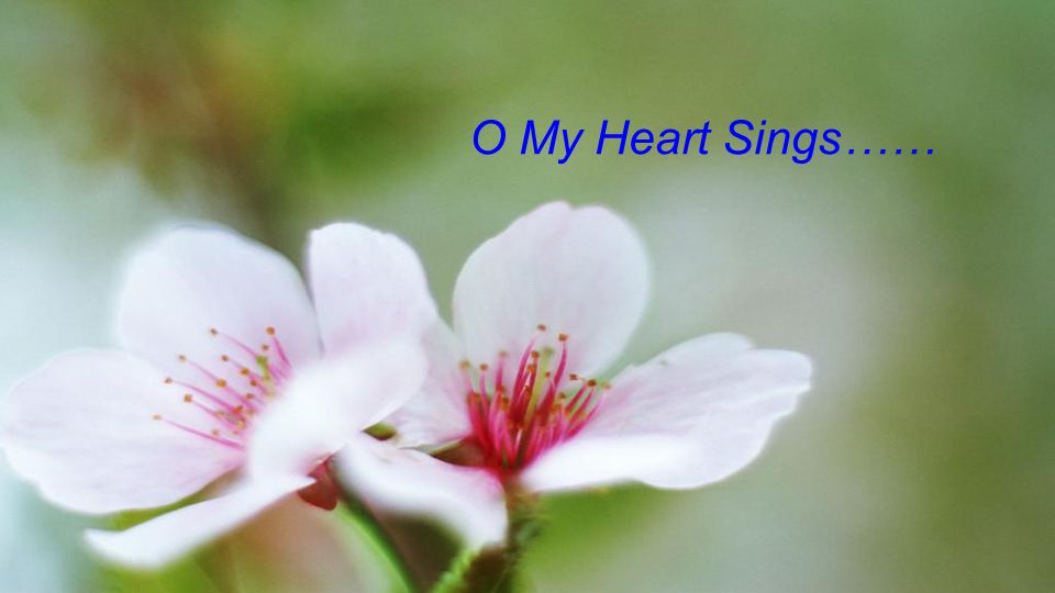 O My Heart Sings……