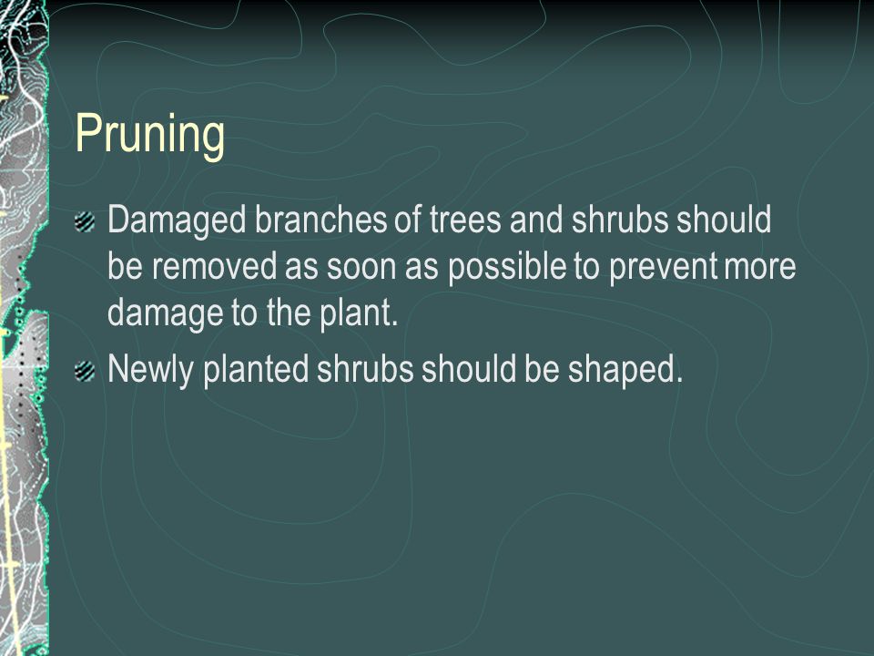 Damaged branches of trees and shrubs should be removed as soon as possible to prevent more damage to the plant.