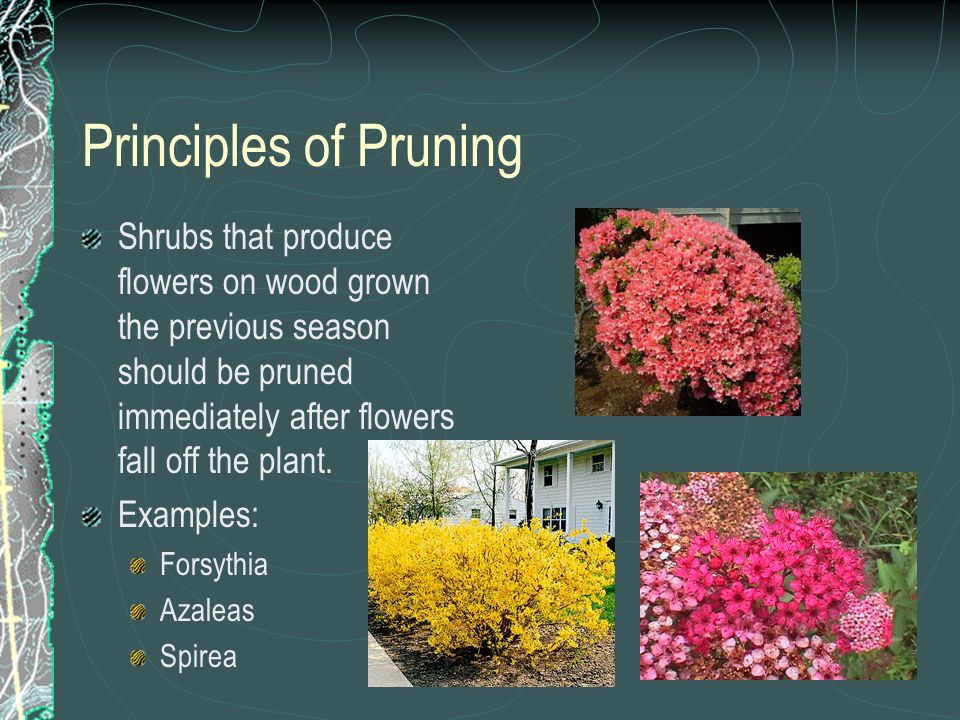 Principles of Pruning Shrubs that produce flowers on wood grown the previous season should be pruned immediately after flowers fall off the plant.