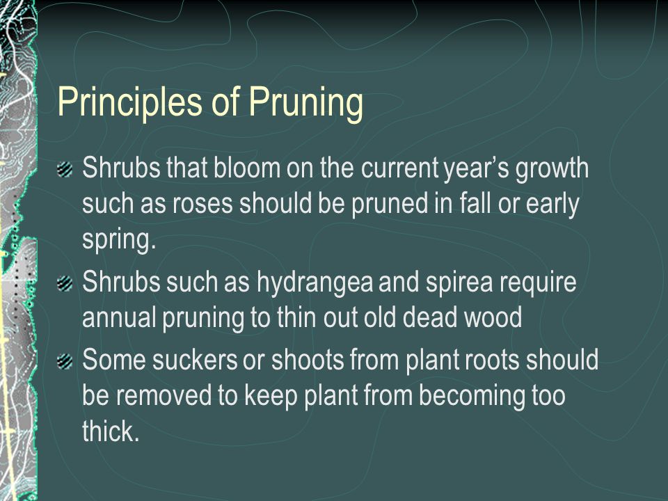Principles of Pruning Shrubs that bloom on the current years growth such as roses should be pruned in fall or early spring.
