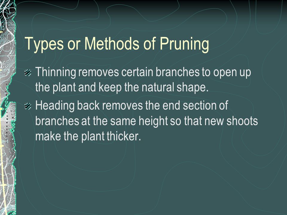 Types or Methods of Pruning Thinning removes certain branches to open up the plant and keep the natural shape.
