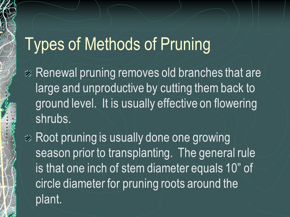 Types of Methods of Pruning Renewal pruning removes old branches that are large and unproductive by cutting them back to ground level.