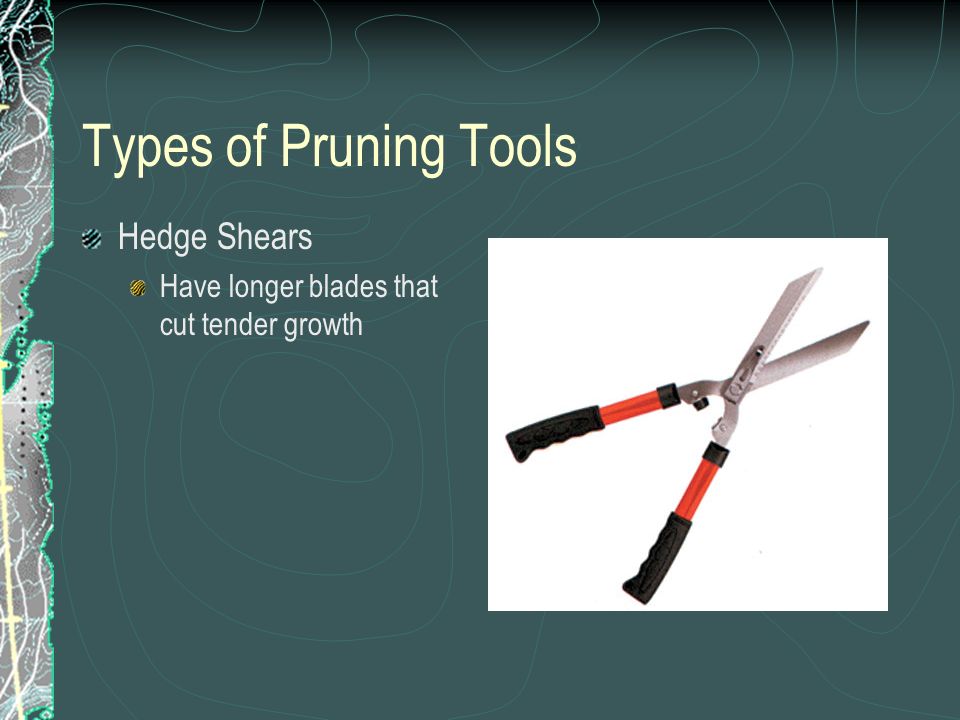 Types of Pruning Tools Hedge Shears Have longer blades that cut tender growth