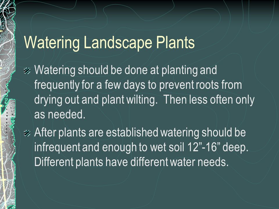 Watering Landscape Plants Watering should be done at planting and frequently for a few days to prevent roots from drying out and plant wilting.