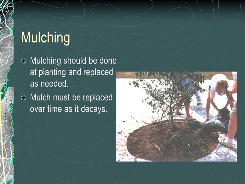 Mulching Mulching should be done at planting and replaced as needed.