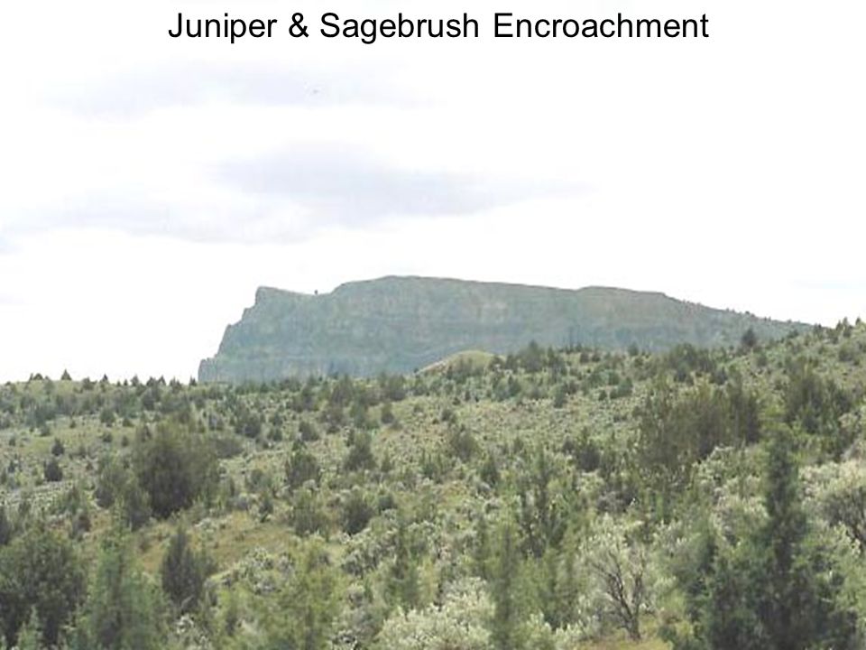 Juniper & Sagebrush Encroachment