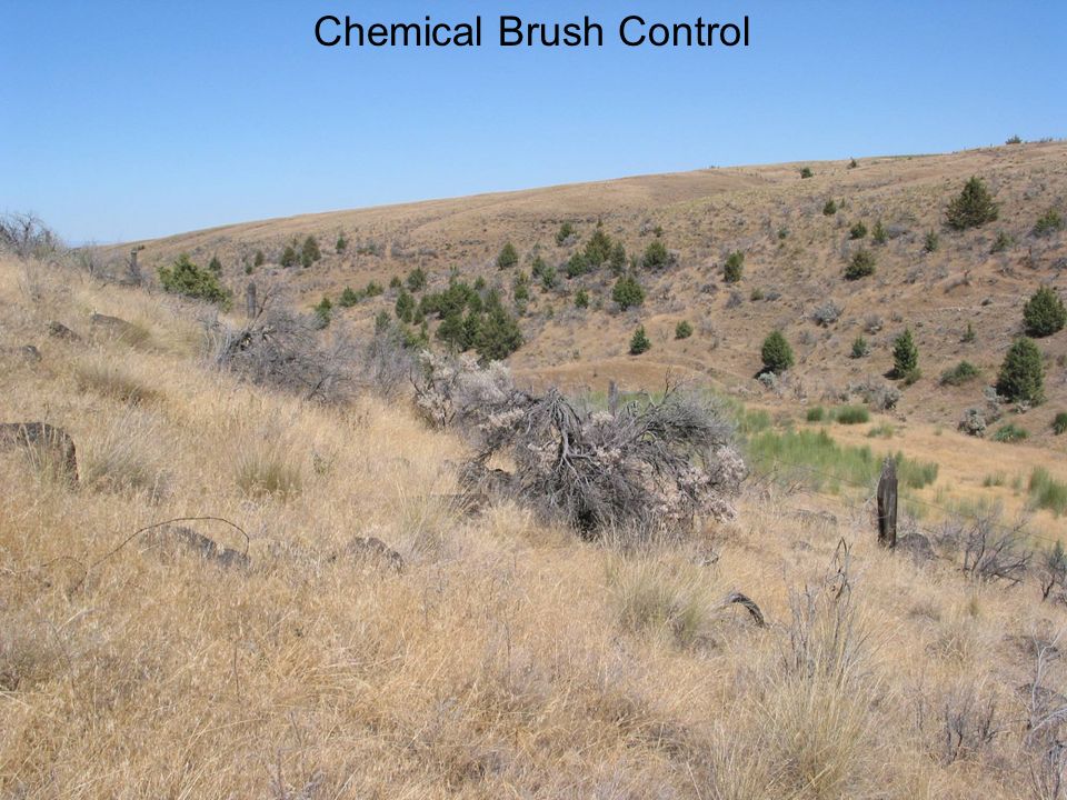 Chemical Brush Control
