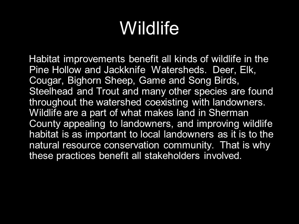 Wildlife Habitat improvements benefit all kinds of wildlife in the Pine Hollow and Jackknife Watersheds.