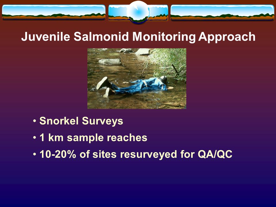 Juvenile Salmonid Monitoring Approach Snorkel Surveys 1 km sample reaches 10-20% of sites resurveyed for QA/QC