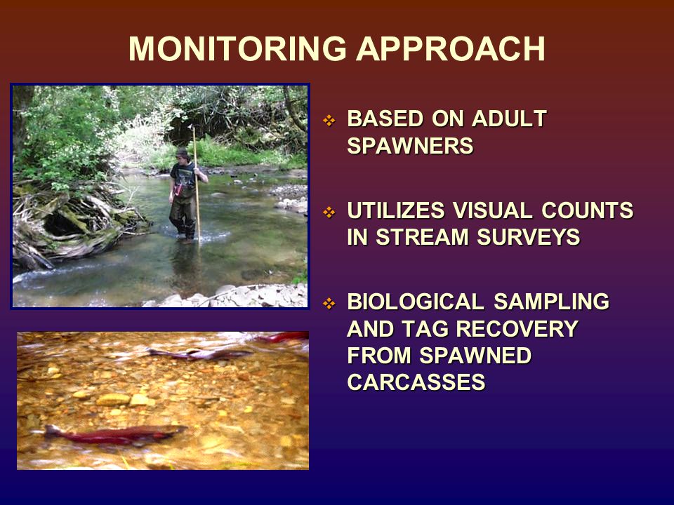 MONITORING APPROACH BASED ON ADULT SPAWNERS BASED ON ADULT SPAWNERS UTILIZES VISUAL COUNTS IN STREAM SURVEYS UTILIZES VISUAL COUNTS IN STREAM SURVEYS BIOLOGICAL SAMPLING AND TAG RECOVERY FROM SPAWNED CARCASSES BIOLOGICAL SAMPLING AND TAG RECOVERY FROM SPAWNED CARCASSES