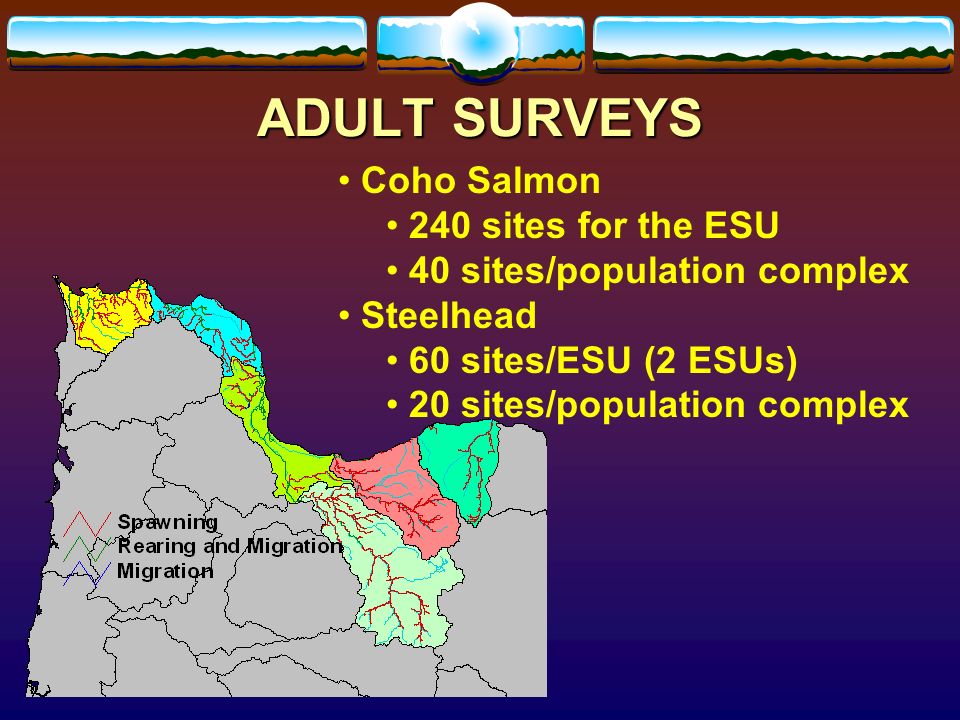 Coho Salmon 240 sites for the ESU 40 sites/population complex Steelhead 60 sites/ESU (2 ESUs) 20 sites/population complex ADULT SURVEYS