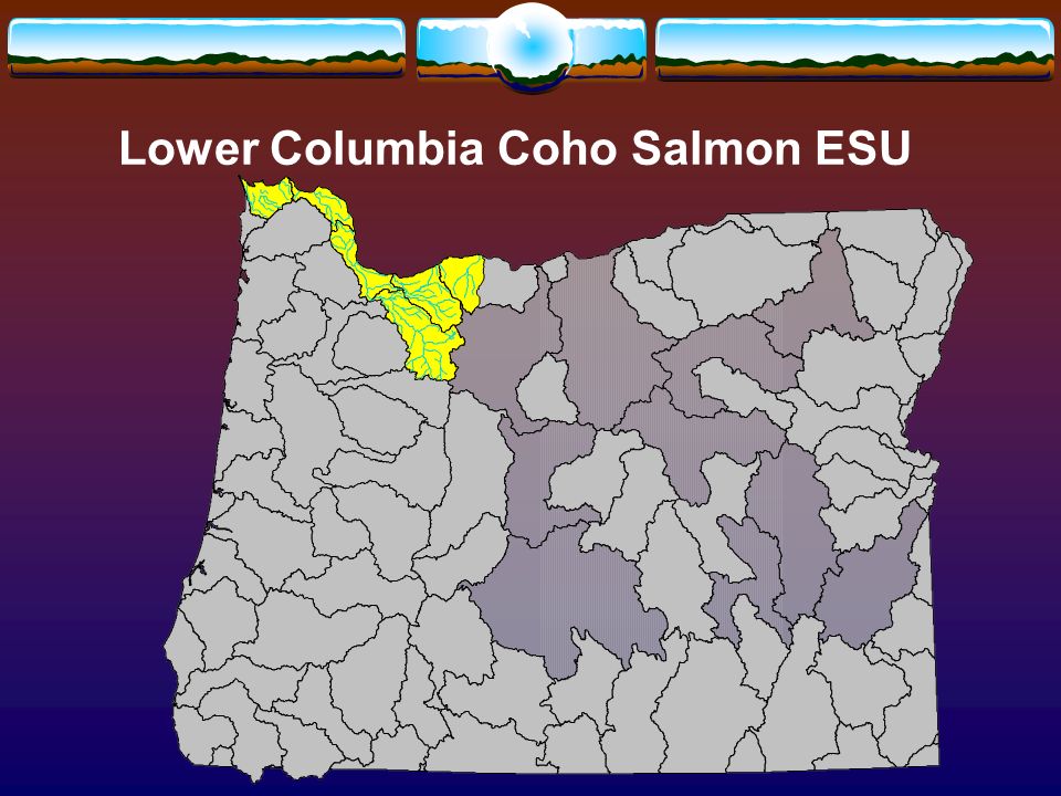 Lower Columbia Coho Salmon ESU