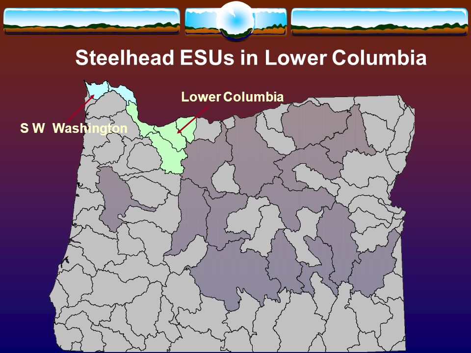 Steelhead ESUs in Lower Columbia S W Washington Lower Columbia