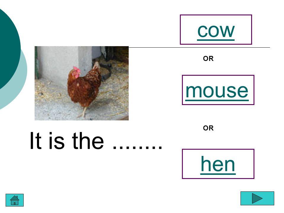 It is the pig cat OR hen OR