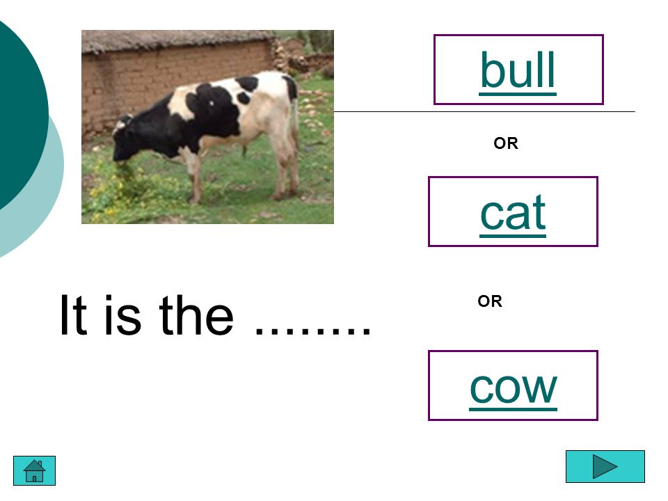 It is the cow cat OR bull OR
