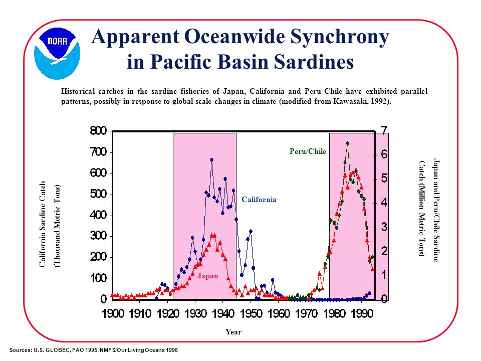 Apparent Oceanwide Synchrony in Pacific Basin Sardines Historical catches in the sardine fisheries of Japan, California and Peru-Chile have exhibited parallel patterns, possibly in response to global-scale changes in climate (modified from Kawasaki, 1992).