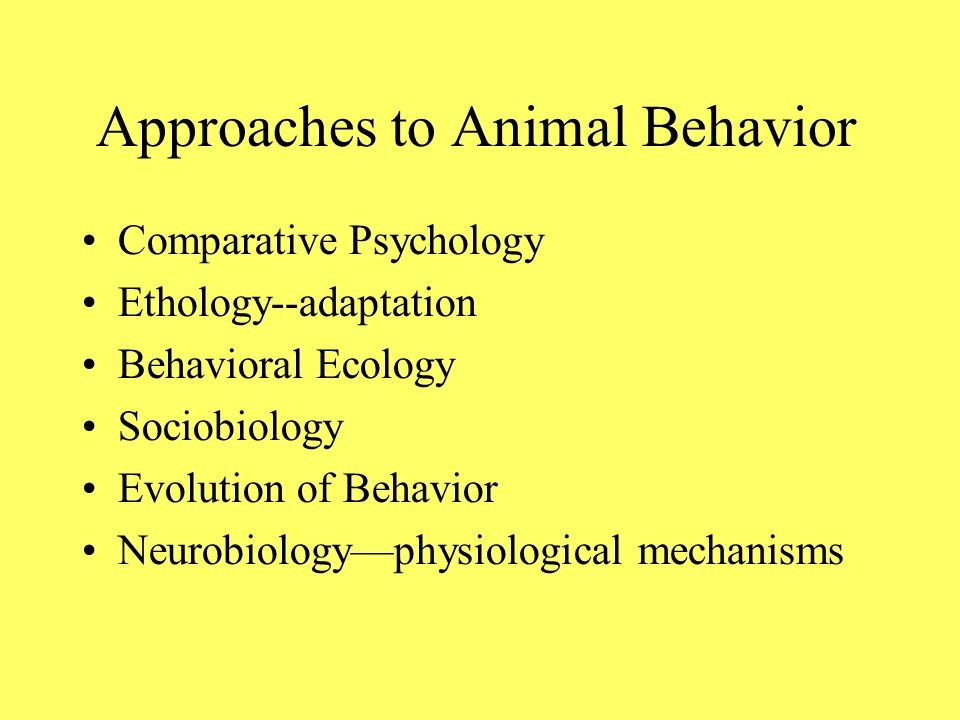 Animal Behavior Zoology LS2014 Spring 2008 Donald Winslow. - ppt download
