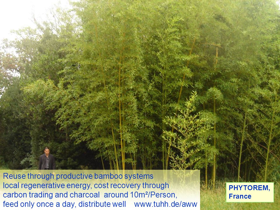 Reuse through productive bamboo systems local regenerative energy, cost recovery through carbon trading and charcoal around 10m²/Person, feed only once a day, distribute well   PHYTOREM, France