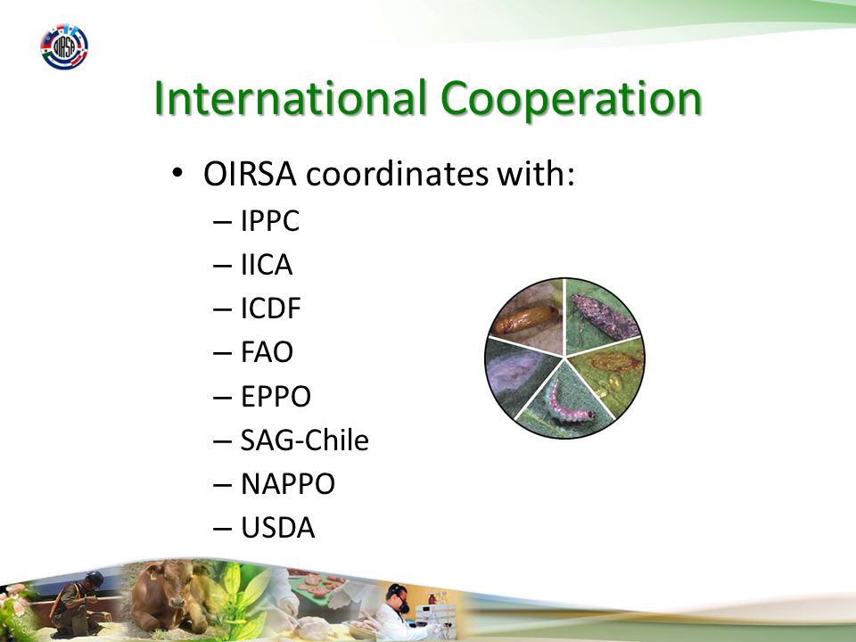 International Cooperation OIRSA coordinates with: – IPPC – IICA – ICDF – FAO – EPPO – SAG-Chile – NAPPO – USDA