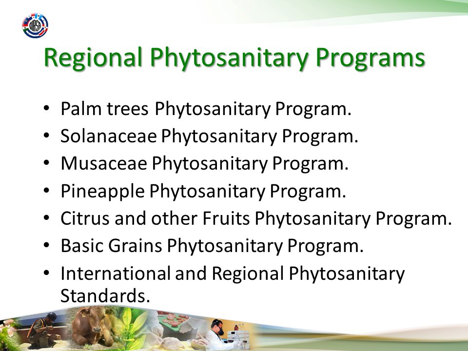 Regional Phytosanitary Programs Palm trees Phytosanitary Program.