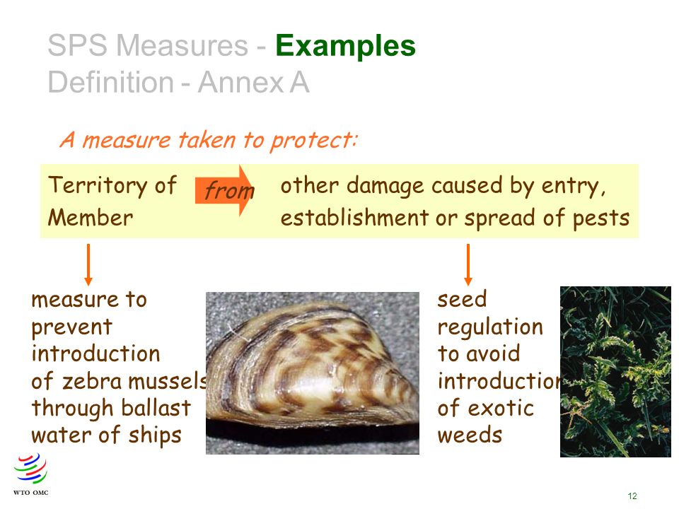 12 Territory of other damage caused by entry, Memberestablishment or spread of pests from SPS Measures - Examples Definition - Annex A A measure taken to protect: measure to prevent introduction of zebra mussels through ballast water of ships seed regulation to avoid introduction of exotic weeds
