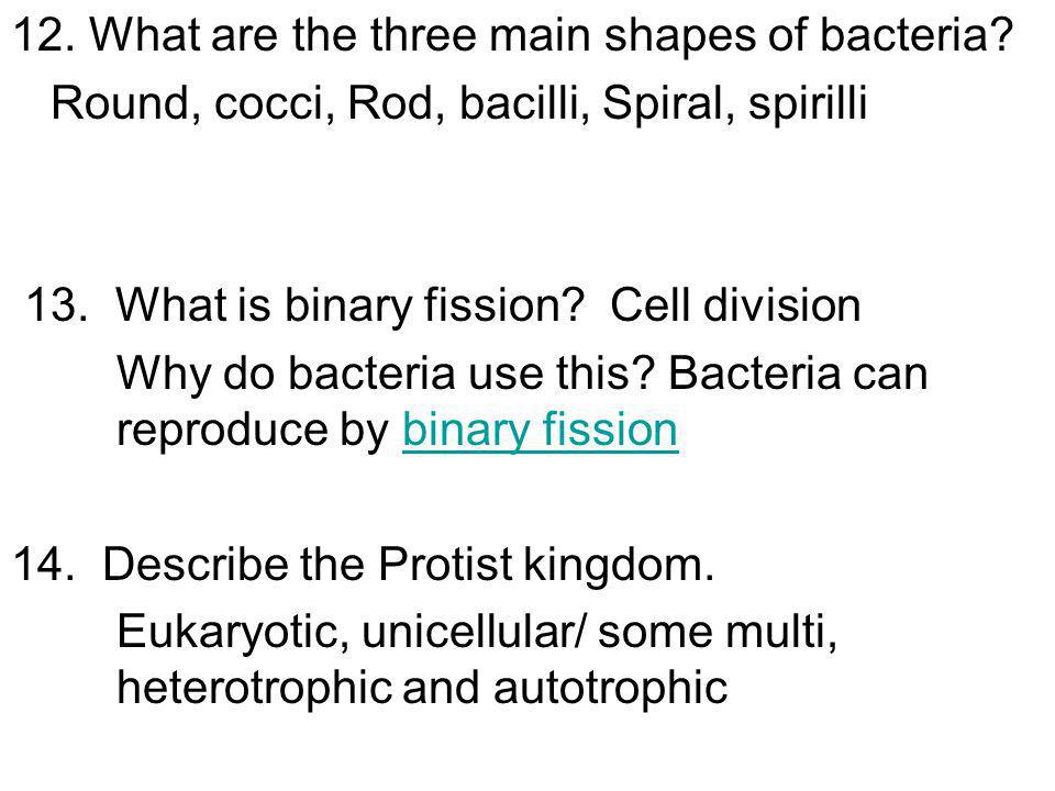 describe binary fission in bacteria