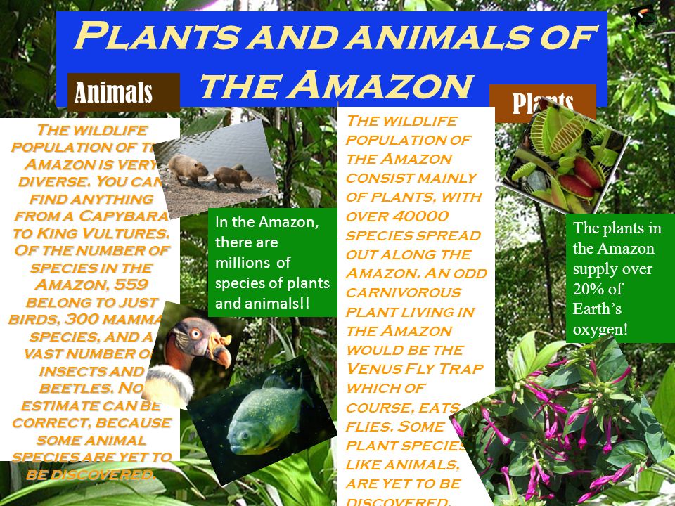 Amazon Rainforest Come on Down!!. Plants and animals of the Amazon The  wildlife population of the Amazon is very diverse. You can find anything  from a. - ppt download