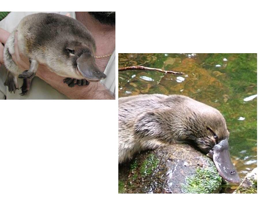 Monotremes Spiny anteater Duck-billed platypus. - ppt video online download