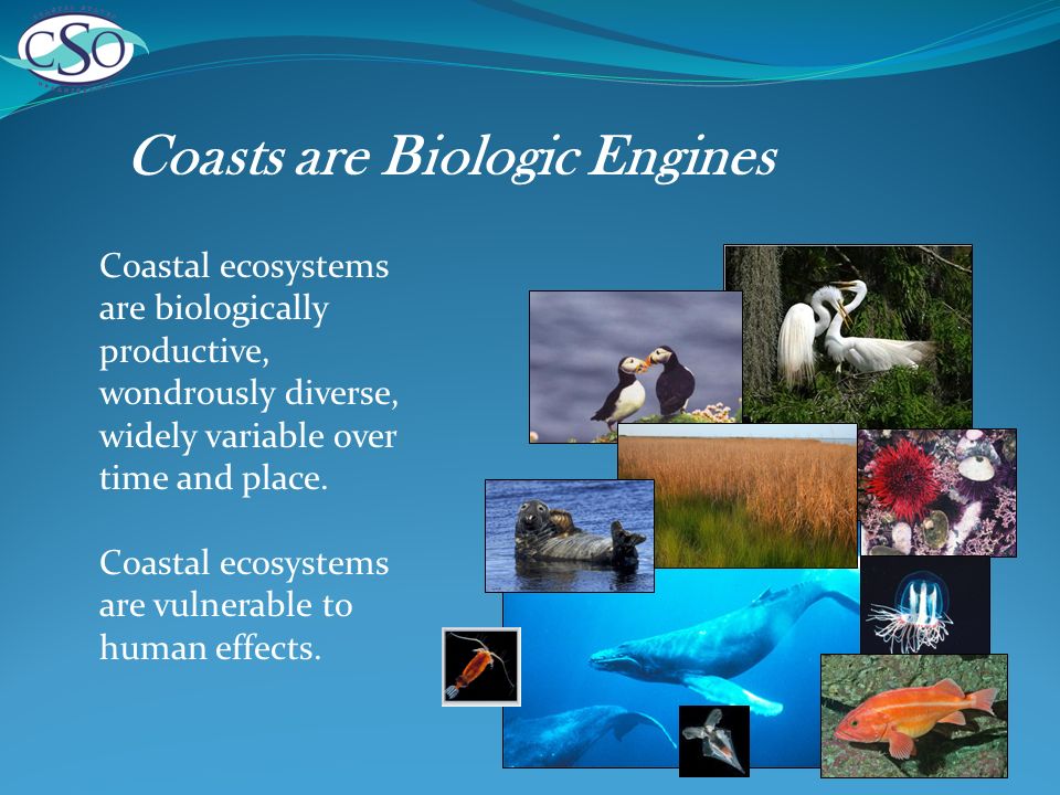 Coasts are Biologic Engines Coastal ecosystems are biologically productive, wondrously diverse, widely variable over time and place.