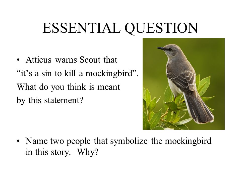ESSENTIAL QUESTION Atticus warns Scout that its a sin to kill a mockingbird.