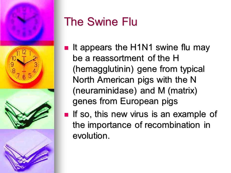 The Swine Flu It appears the H1N1 swine flu may be a reassortment of the H (hemagglutinin) gene from typical North American pigs with the N (neuraminidase) and M (matrix) genes from European pigs It appears the H1N1 swine flu may be a reassortment of the H (hemagglutinin) gene from typical North American pigs with the N (neuraminidase) and M (matrix) genes from European pigs If so, this new virus is an example of the importance of recombination in evolution.