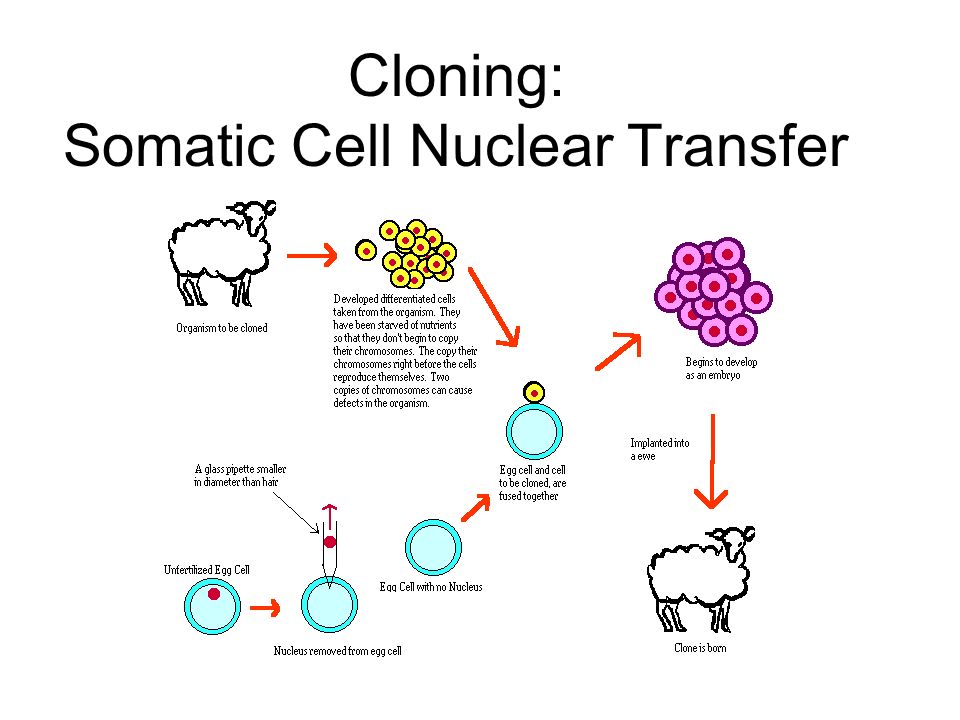 somatic cell nuclear transfer steps