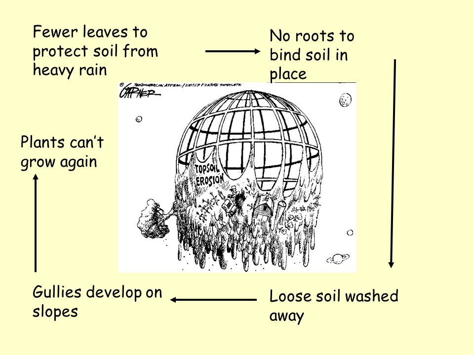 Soil Leaves intercept rainwater Break power of falling rain Roots hold soil in place Fairly little soil erosion under natural forest